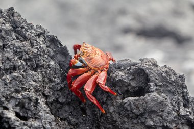 Hem karanın hem de denizin efendisi olan deniz iguanası Isabela Adası 'nın en ikonik sakinlerinden biridir. Tarih öncesi görünüşleri ve tuzla kaplı kafalarıyla bu nazik sürüngenler takımadaların volkanik geçmişine büyüleyici bir bağlantı oluşturuyorlar..