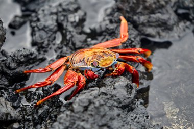 Hem karanın hem de denizin efendisi olan deniz iguanası Isabela Adası 'nın en ikonik sakinlerinden biridir. Tarih öncesi görünüşleri ve tuzla kaplı kafalarıyla bu nazik sürüngenler takımadaların volkanik geçmişine büyüleyici bir bağlantı oluşturuyorlar..