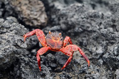Hem karanın hem de denizin efendisi olan deniz iguanası Isabela Adası 'nın en ikonik sakinlerinden biridir. Tarih öncesi görünüşleri ve tuzla kaplı kafalarıyla bu nazik sürüngenler takımadaların volkanik geçmişine büyüleyici bir bağlantı oluşturuyorlar..