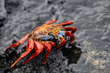 Hem karanın hem de denizin efendisi olan deniz iguanası Isabela Adası 'nın en ikonik sakinlerinden biridir. Tarih öncesi görünüşleri ve tuzla kaplı kafalarıyla bu nazik sürüngenler takımadaların volkanik geçmişine büyüleyici bir bağlantı oluşturuyorlar..