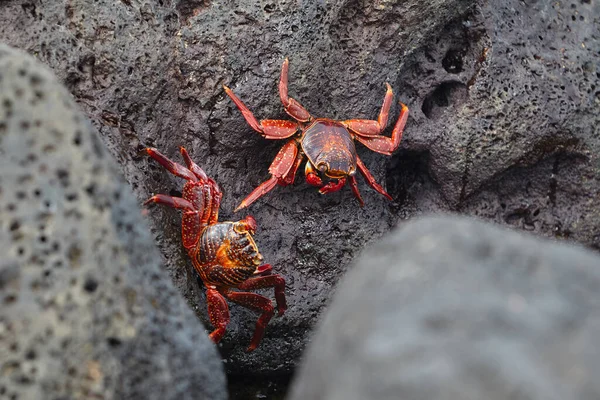 Hem karanın hem de denizin efendisi olan deniz iguanası Isabela Adası 'nın en ikonik sakinlerinden biridir. Tarih öncesi görünüşleri ve tuzla kaplı kafalarıyla bu nazik sürüngenler takımadaların volkanik geçmişine büyüleyici bir bağlantı oluşturuyorlar..