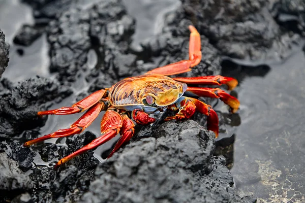 Hem karanın hem de denizin efendisi olan deniz iguanası Isabela Adası 'nın en ikonik sakinlerinden biridir. Tarih öncesi görünüşleri ve tuzla kaplı kafalarıyla bu nazik sürüngenler takımadaların volkanik geçmişine büyüleyici bir bağlantı oluşturuyorlar..