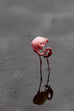 Isabela Adası 'ndaki tuzlu bir lagünün içinden geçen zarif Amerikan Flamingosu (Phoenicopterus ruber). Pembe tüyleriyle tanınan bu kuşlar, Puerto Villamil yakınlarındaki sulak alanları keşfeden herkes için önemli bir nokta..