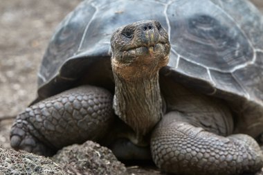 Galapagos Dev Kaplumbağa (Chelonoidis vicina), Isabela Adası 'nın tartışmasız sembolü ve takımadaya adını veren yaratıklar (galpago eski İspanyolca' da 