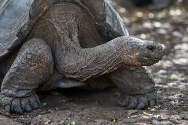 Galapagos Dev Kaplumbağa (Chelonoidis vicina), Isabela Adası 'nın tartışmasız sembolü ve takımadaya adını veren yaratıklar (galpago eski İspanyolca' da 
