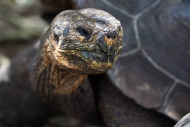 Galapagos Dev Kaplumbağa (Chelonoidis vicina), Isabela Adası 'nın tartışmasız sembolü ve takımadaya adını veren yaratıklar (galpago eski İspanyolca' da 