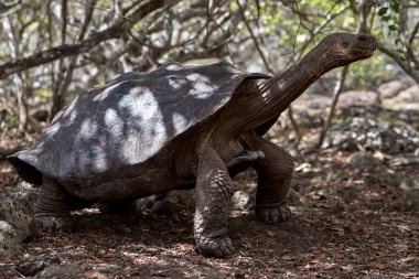 Galapagos Dev Kaplumbağa (Chelonoidis vicina), Isabela Adası 'nın tartışmasız sembolü ve takımadaya adını veren yaratıklar (galpago eski İspanyolca' da 