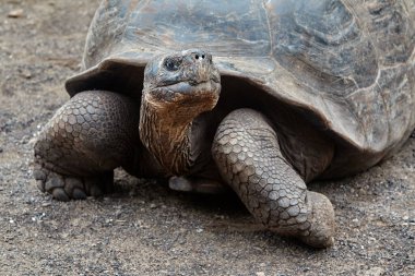 Galapagos Dev Kaplumbağa (Chelonoidis vicina), Isabela Adası 'nın tartışmasız sembolü ve takımadaya adını veren yaratıklar (galpago eski İspanyolca' da 