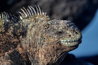 Hem karanın hem de denizin efendisi olan deniz iguanası Isabela Adası 'nın en ikonik sakinlerinden biridir. Tarih öncesi görünüşleri ve tuzla kaplı kafalarıyla bu nazik sürüngenler takımadaların volkanik geçmişine büyüleyici bir bağlantı oluşturuyorlar..