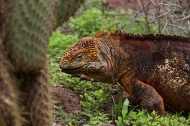 Karasal iguana (özellikle Galapagos Land Iguana), Galapagos Adaları 'nda bulunan bir ikonik türdür..