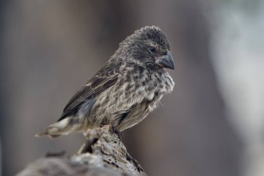 Darwin 'in Isabela Adası' ndaki ispinozları Galapagos takımadaları boyunca farklı besin kaynaklarına uyacak eşsiz gaga şekilleri geliştirerek adaptif radyasyonun dünyaca ünlü örnekleridir..
