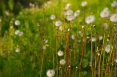 yaz yeşil çayır beyaz çiçek bulanıklık