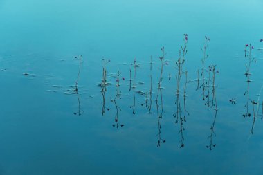Mavi doğa gölü arka planında mor çiçek yansıması olan küçük bir bitki. 