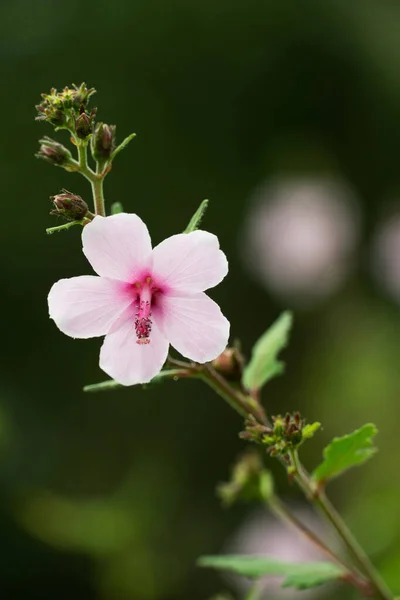 Nature Single White Pink Flower Spring Garden Background — Stock Photo, Image