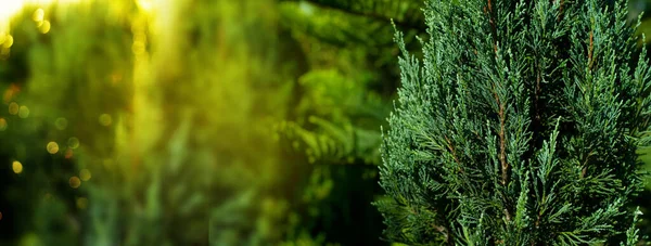 Luz Naranja Naturaleza Pino Verde Para Fondo Bandera Navidad — Foto de Stock