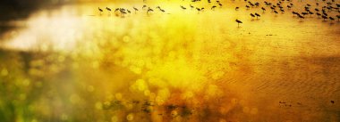 Yeşil sarı pankartta çayırda parlayan güneş ışığı silueti su kuşu