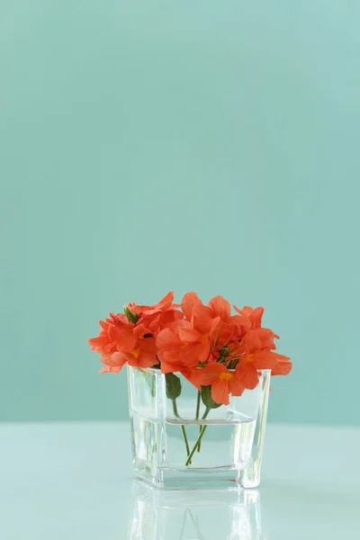 Натуральный Свежий Красочный Красный Оранжевый Цветок Стеклянной Вазе Столе Синим — стоковое фото