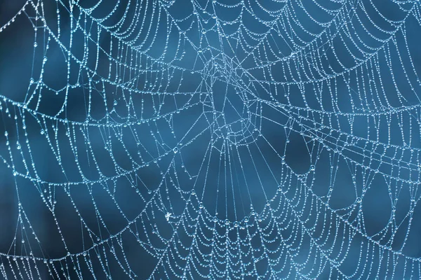 natural white spider web with morning dew water drop on dark blue background