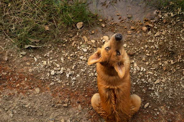 Niedliche Braune Junge Haustier Hund Sitzt Auf Natur Schmutz Boden — Stockfoto