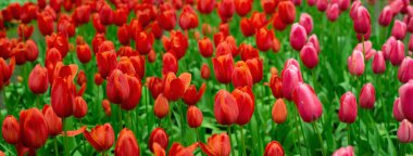 kırmızı pembe renkli doğal lale çiçeği bahçesi bahar doğası arkaplanında