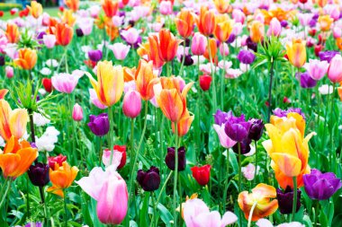 turuncu pembe beyaz renkli doğal lale çiçeği ve yeşil terk tarlası ilkbahar arka planında