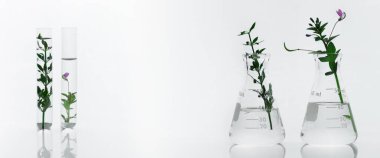 yeşil çiçek matarada ve test tüpü kozmetik araştırma laboratuvarında beyaz afiş arka planında