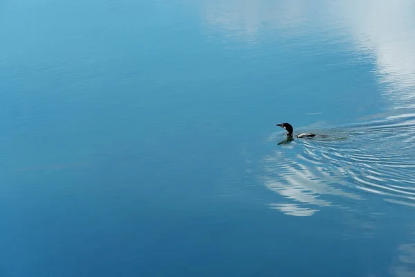Oiseau Sauvagine Cormoran Noir Nageant Dans Lac Bleu Nature — Photo