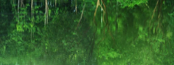 湖の水自然バナーの背景に緑の木の森の反射をぼかす — ストック写真