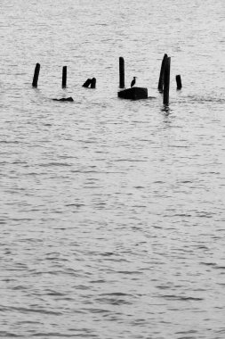 Siyah beyaz deniz suyuyla kaplı kaya ve odun direğindeki vahşi kuş.