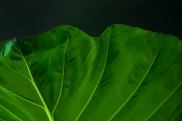 exotic natural green leave on dark grey black background