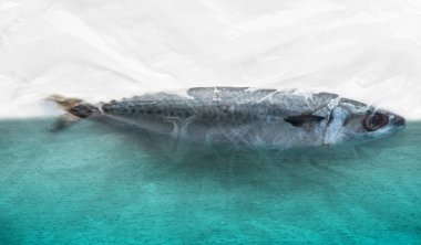 mackerel fish cover by plastic film for food and ocean pollution concept on white background
