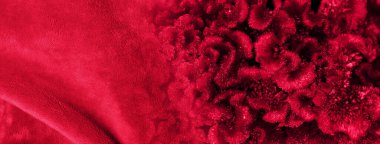 colorful red fabric and cockscomb flower velvet texture nature banner background