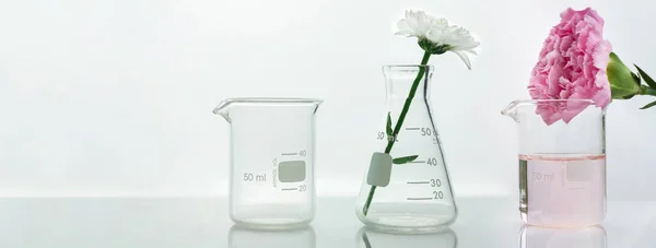 Üveg Lombik Főzőpohár Rózsaszín Fehér Virág Zöld Növény Biotechnológia Kozmetikai — Stock Fotó