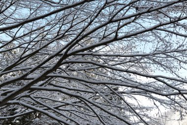 Kışın ağacının dalını üzerinde Snow flake