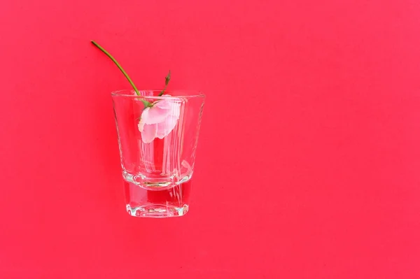 Pink rose in shot glass — 스톡 사진