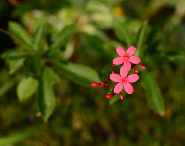 Pink red flowers — Stock Photo, Image