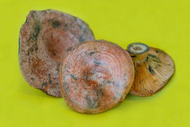 Lactarius deliciosus, Rebollones mantarı, İspanya 'da çok yaygındır ve çam ağaçlarında ve karışık ormanlarda yetişir. Sarı arka planda izole edilmiş..