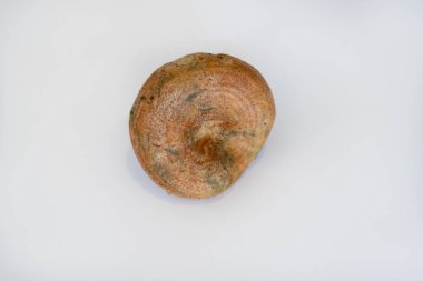 Lactarius deliciosus, Rebollones mantarı, İspanya 'da çok yaygındır ve çam ağaçlarında ve karışık ormanlarda yetişir..