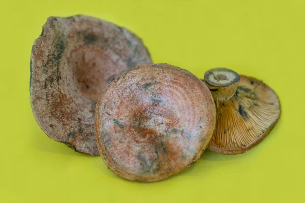 Lactarius Deliciosus Cogumelo Rebollones Muito Comum Espanha Cresce Pinhais Florestas — Fotografia de Stock