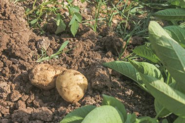 Sebze bahçesinde taze patates manzarası. Patates hasat et.
