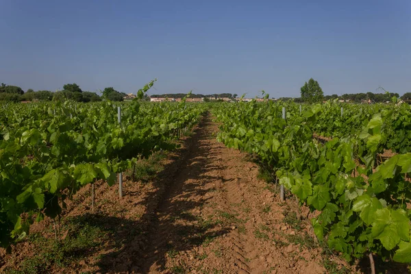 Paisagem Vinícola Espanha Vinho Natureza Fundo — Fotografia de Stock