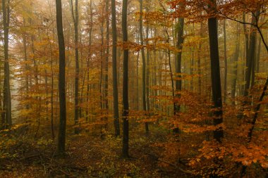 Sonbaharda güzel bir orman. Doğanın huzurlu manzarası, kırmızı ve sarı yapraklı yüksek ağaçlar..