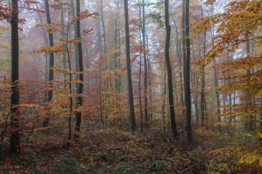 Sonbahar orman manzarası. Sarı ve kırmızı yapraklı gizemli sisli yüksek ağaçlar..
