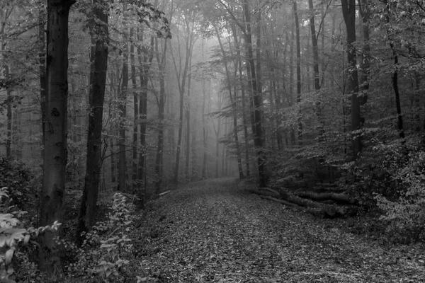 Bosque Nublado Otoño Blanco Negro Con Hojas Follaje Otoño Carretera —  Fotos de Stock