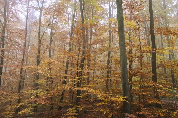 Podzimní Lesní Scenérie Tajemné Mlhavé Vysoké Stromy Žlutými Červenými Listy — Stock fotografie