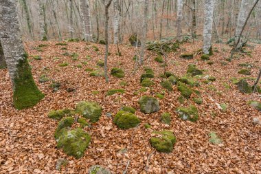 Kayalıklı güzel orman manzarası. Sonbahar yapraklı muhteşem kış manzarası. .