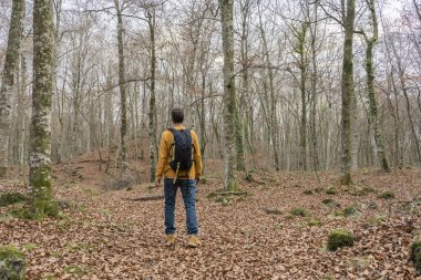 Sonbahar kış orman patikasında sırt çantasıyla yürüyen bir adam. Yürüyüş, seyahat, seyahat, seyahat tutkusu konsept yaşam tarzı..