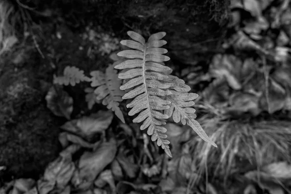 プラチナアクリルまたはイーグルフェーン 自然植物の背景ファッションデザインの概念 白黒写真スタイル — ストック写真