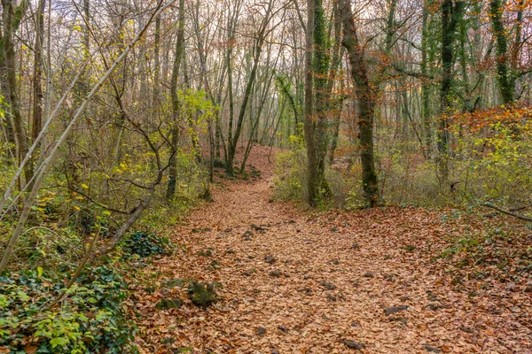 Waldlandschaft Erstaunliche Herbstliche Winterlandschaft Mit Laub Herbst Auf Fußweg — Stockfoto