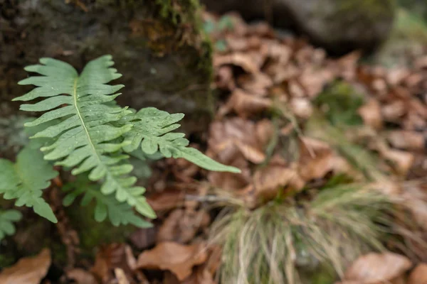 Pteridium Aquilinum 독수리 Fern Nature 플랜트 그라운드 디자인 — 스톡 사진